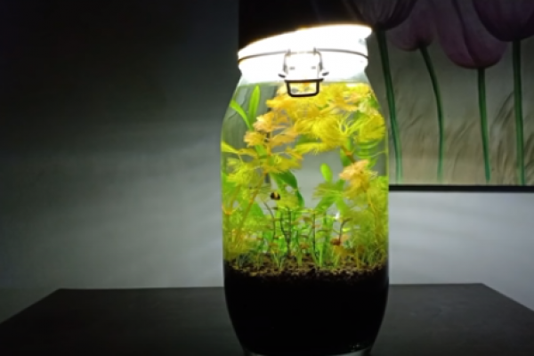 6 Langkah Mudah Membuat Aquascape Planted Akuarium dengan Toples
