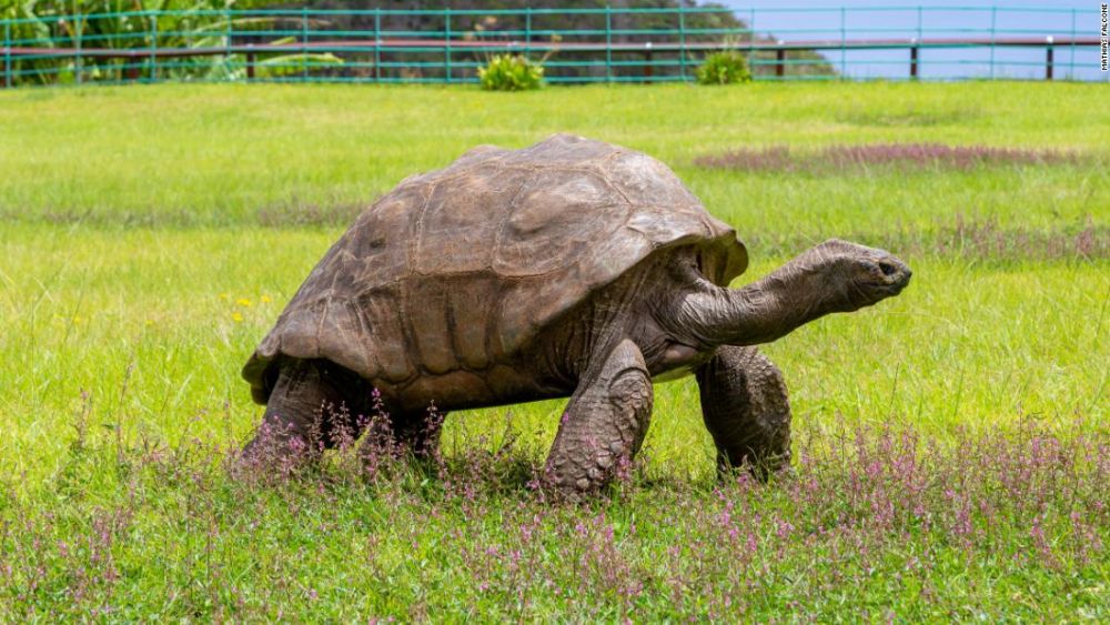 Kura-kura Ini Ternyata Berumur 190 Tahun, jadi Saksi Sejarah