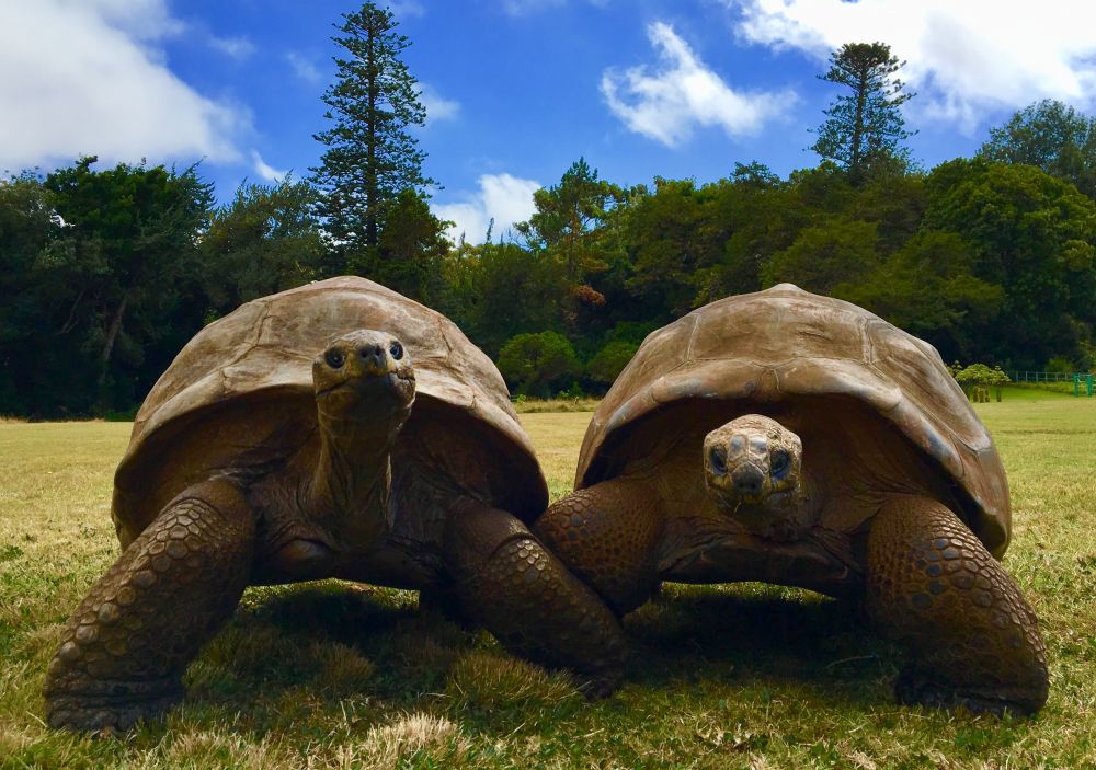 Kura-kura Ini Ternyata Berumur 190 Tahun, jadi Saksi Sejarah