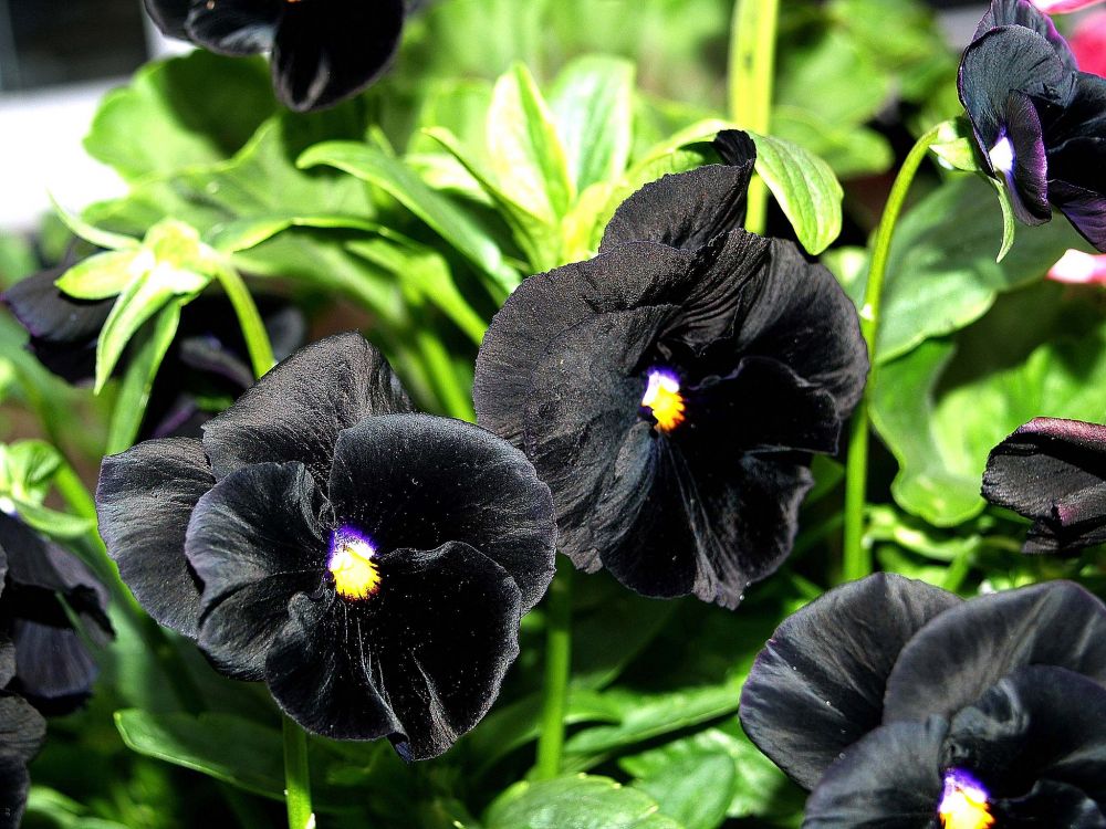 10 Jenis Bunga Pansy dengan Beragam Warna Indah, Cocok di Perkarangan