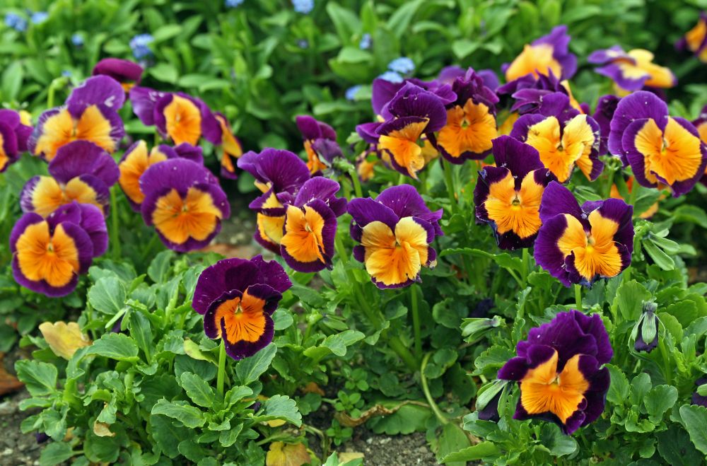 10 Jenis Bunga Pansy dengan Beragam Warna Indah, Cocok di Perkarangan