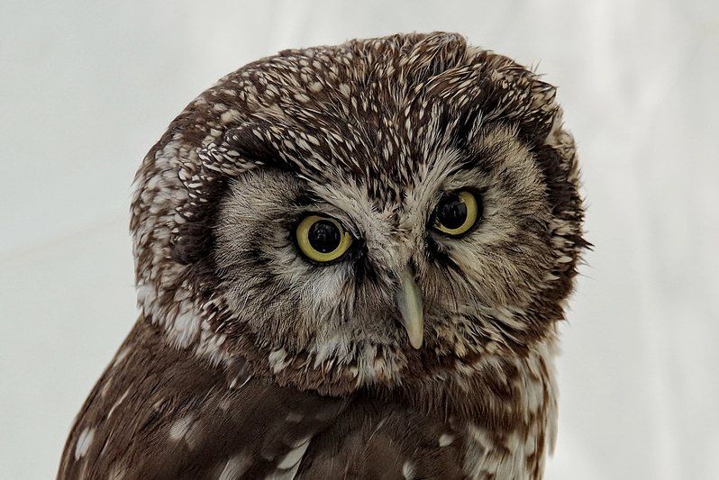 Fakta Menarik Boreal Owl