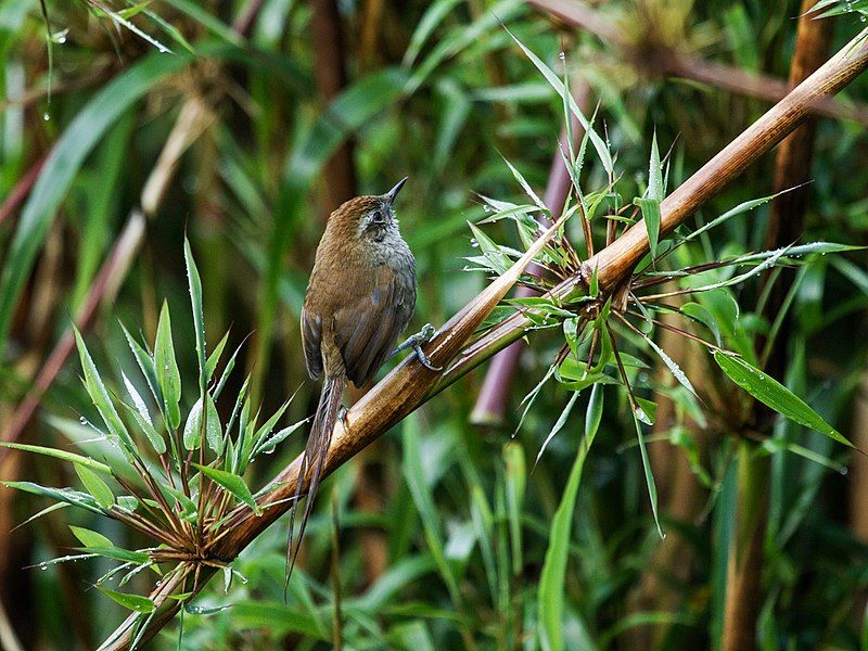 5 Spesies Burung Memukau yang Hidup di Peru