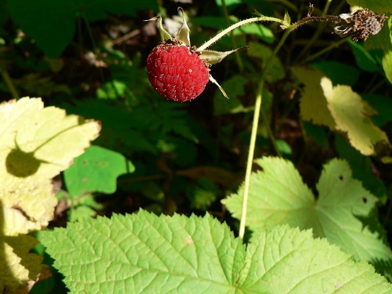 Mengenal Manfaat Thimbleberry, Buah Berry asal Amerika Utara