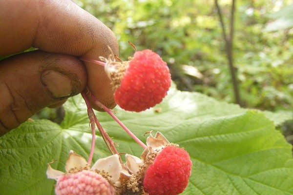 Mengenal Manfaat Thimbleberry, Buah Berry asal Amerika Utara