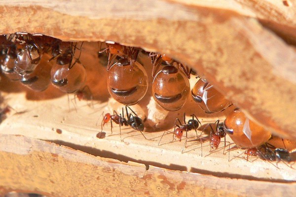 5 Fakta Semut Madu, si Penyimpan Madu yang Berperut Besar