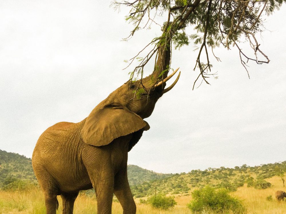 Kepunahan Gajah Bikin Emisi Karbon Naik, Mengancam Manusia