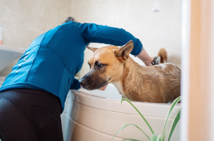 5 DIY Resep Sampo Anjing Alami, Mudah dan Aman