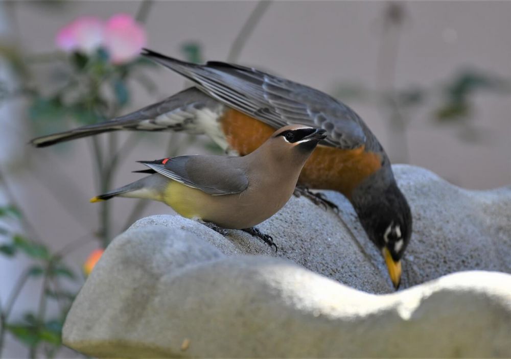 10 Fakta Unik Burung Cedar Waxwing