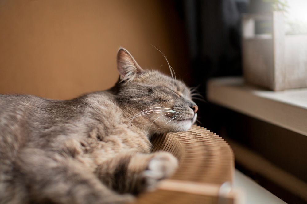 5 Alasan Kucingmu Suka Tidur, Ternyata Bukan karena Malas 