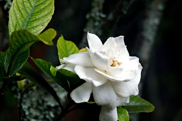 5 Sabun Mandi dengan Wangi Gardenia, Mandi Lebih Rileks!