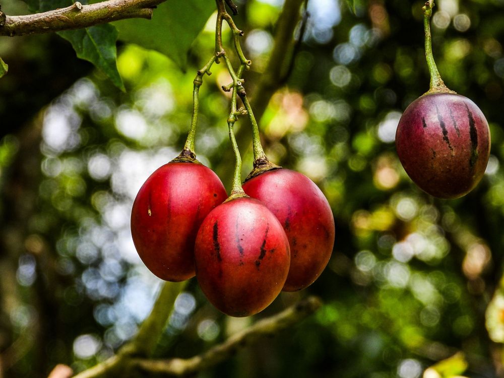 9 Fakta Terung Belanda, Buah Rendah Kalori yang Baik untuk Jantung 