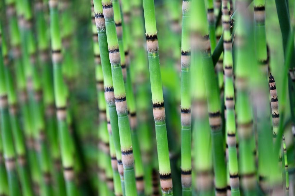 5 Tanaman Hias Indoor Mirip Lucky Bamboo, Dipercaya Bawa Untung juga?