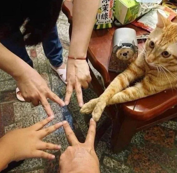 10 Potret Kucing Lucu, Lagi Akur Sama Manusia Nih