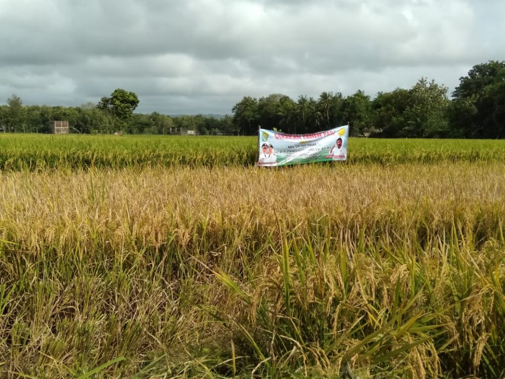 Menteri Pertanian Klaim Tidak Ada Hari Tanpa Panen Padi