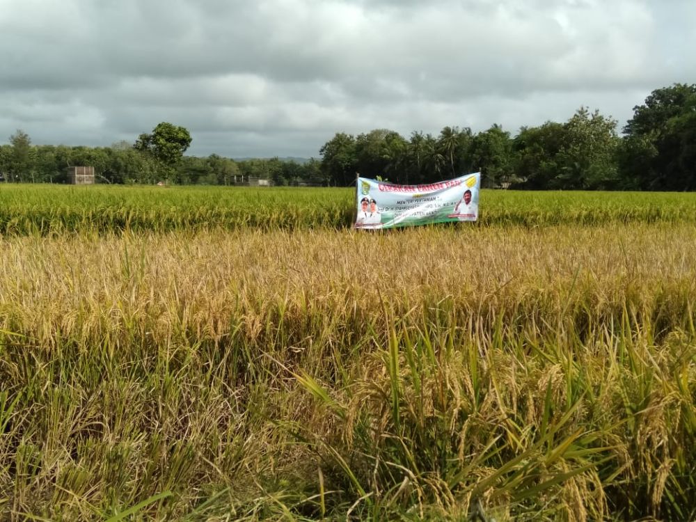 Harga Beras Tinggi, Stok Gabah Kering Giling di Bantul Aman