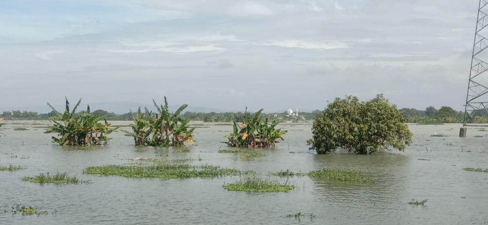 Sawah Terendam Banjir, Petani di Bojonegoro Rugi Ratusan Juta