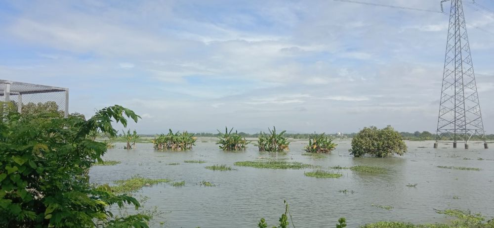 Sawah Terendam Banjir, Petani di Bojonegoro Rugi Ratusan Juta