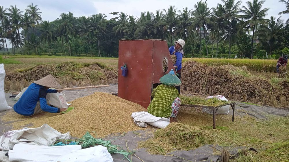 Masuk Panen Raya, Harga Gabah di Tabanan Mulai Turun