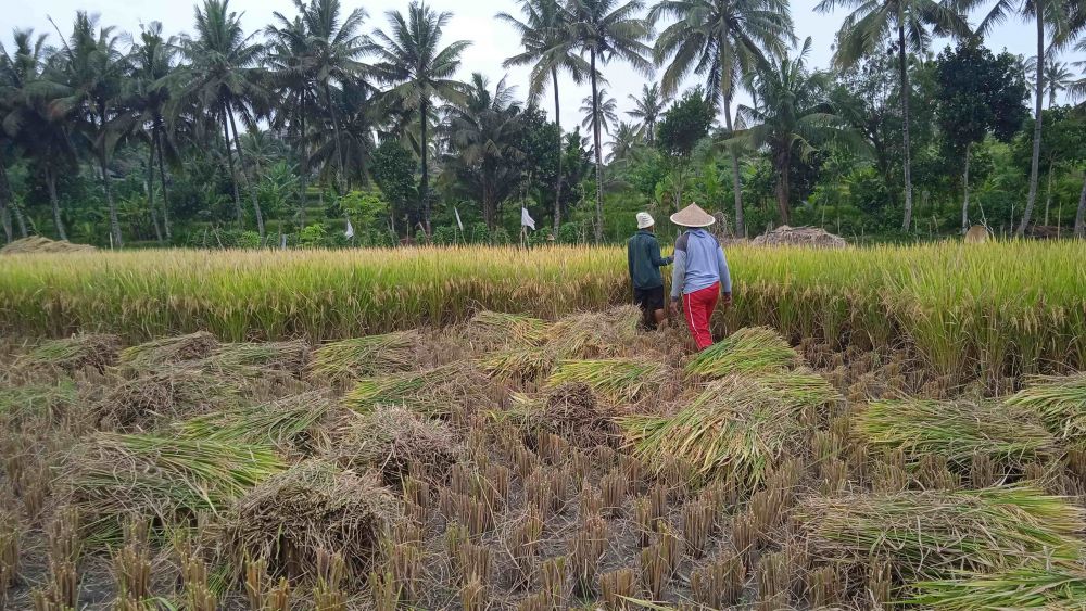 Harga Gabah Tingkat Petani di Lombok Timur Anjlok