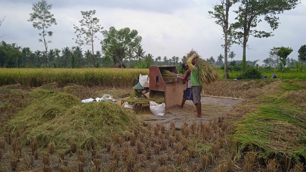 Harga Gabah Tingkat Petani di Lombok Timur Anjlok