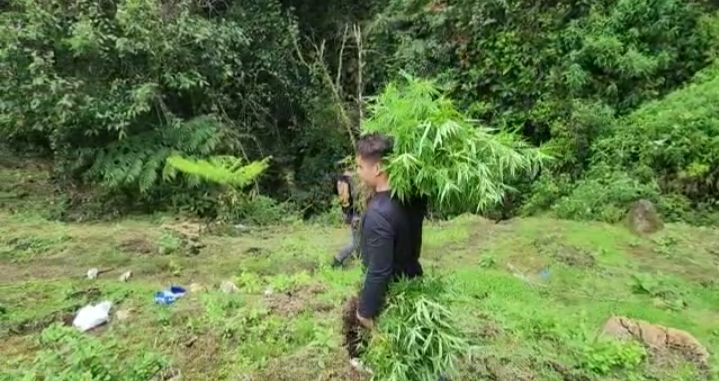 Bekuk 2 Pengedar, Polisi Bantul Temukan 3 Hektare Lahan Ganja di Aceh 