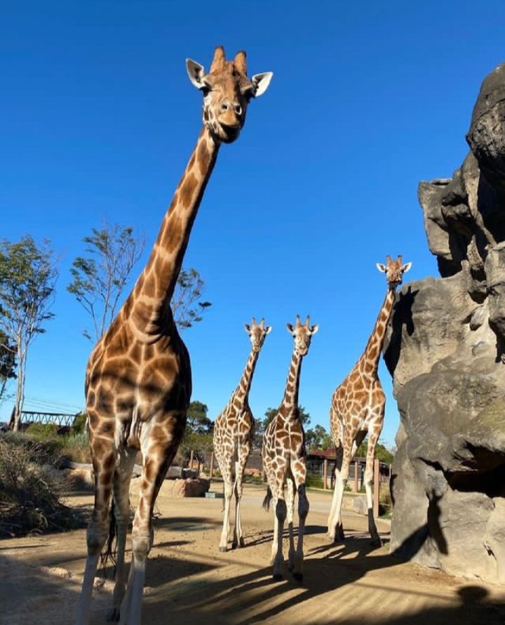 9 Tempat Wisata Populer di Sydney Wajib Dikunjungi, Instagenic!