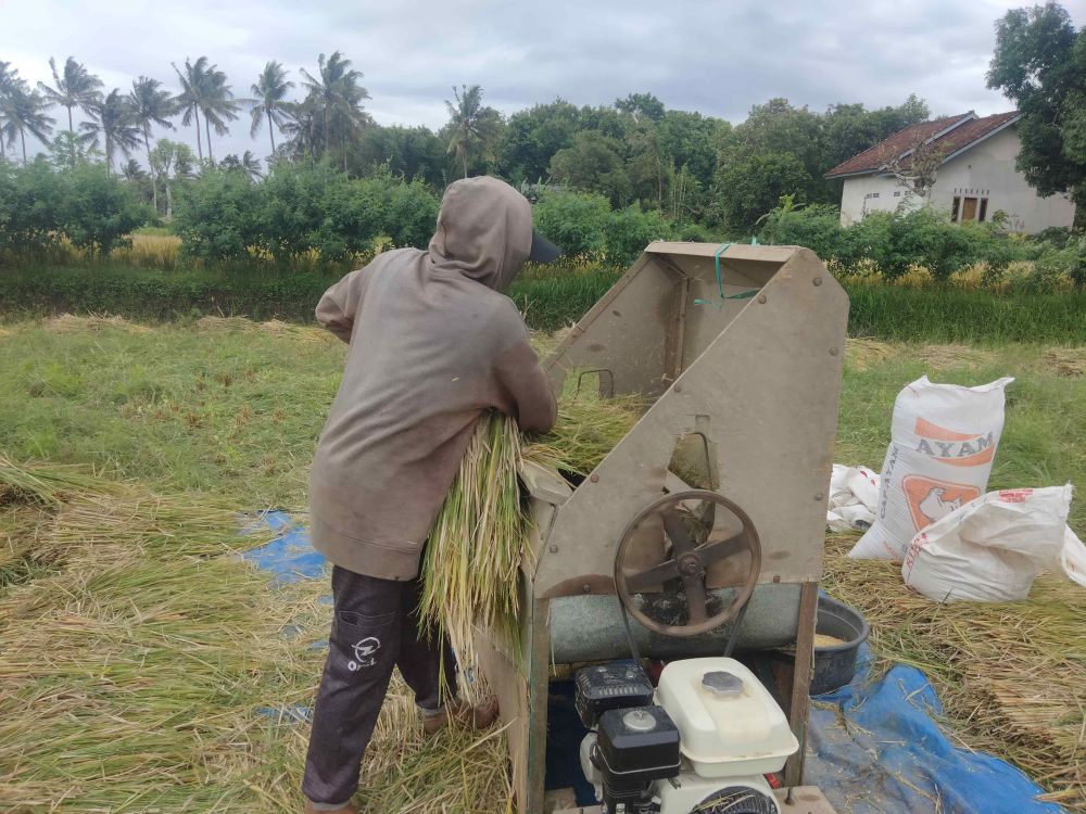 Cuaca Buruk, Hasil Produksi Gabah di Lombok Timur Menurun