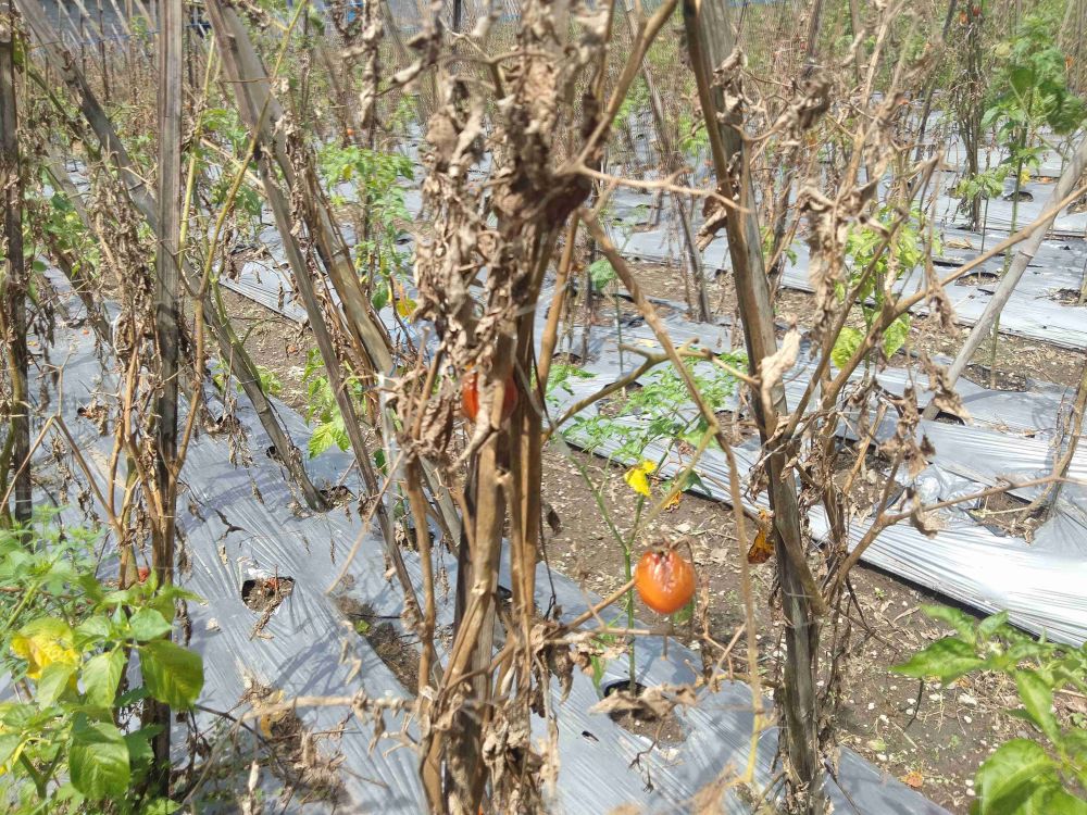 Tanaman Tomat Petani di Lombok Timur Rusak Akibat Hama dan Cuaca Buruk