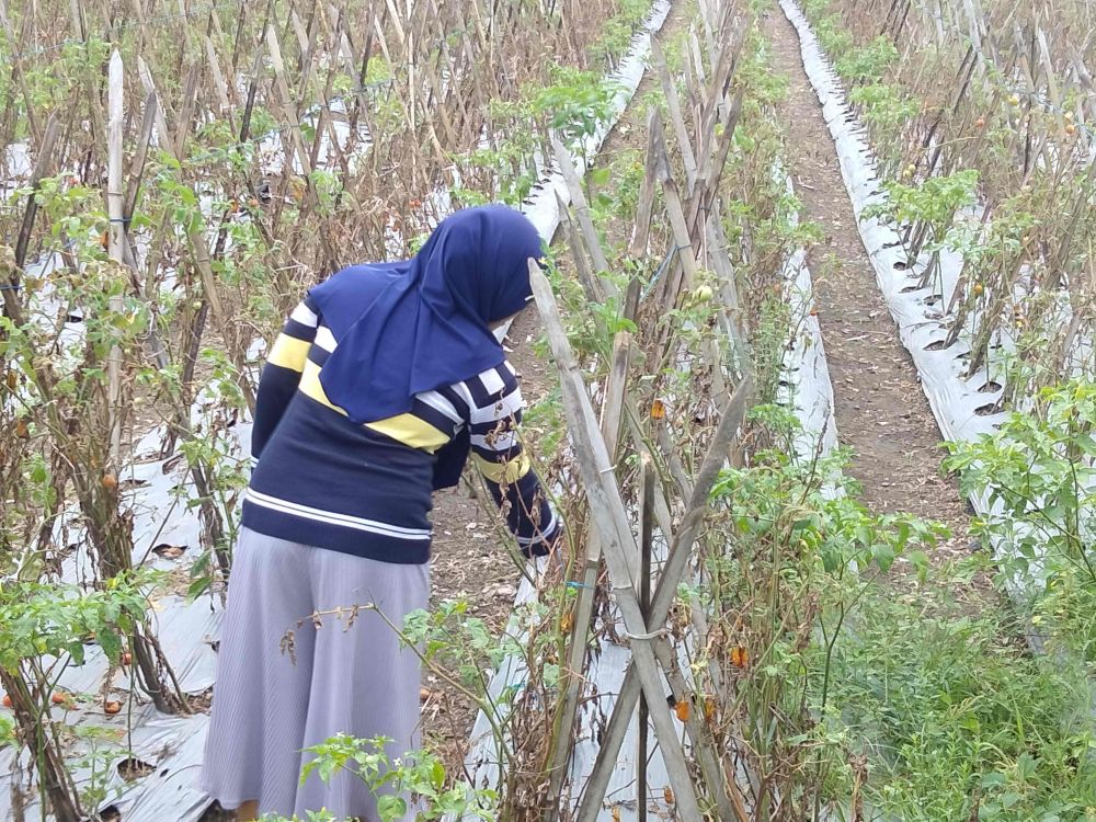 Tanaman Tomat Petani di Lombok Timur Rusak Akibat Hama dan Cuaca Buruk