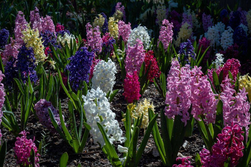 9 Fakta Bunga Hyacinth, Namanya Terinspirasi Dari Kisah Dewa