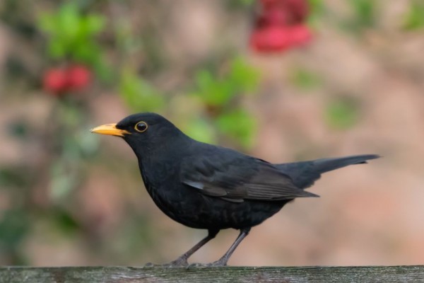 10 Fakta Burung Sikatan Hitam, Penyanyi Cantik dari Eropa-Asia