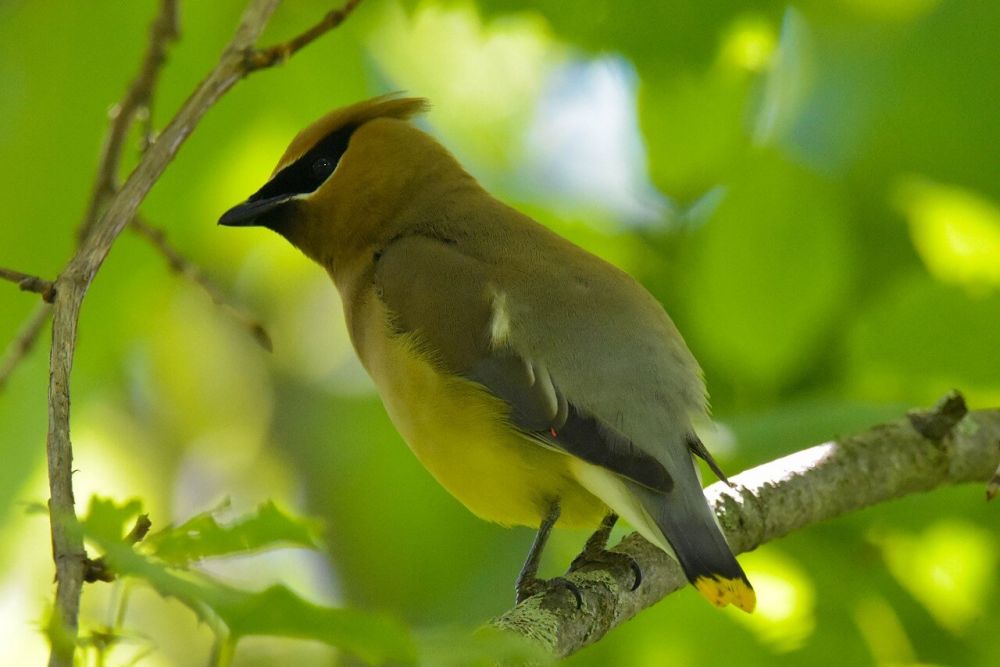 10 Fakta Burung Cedar Waxwing, Si Penyanyi Yang Hidup Bersos