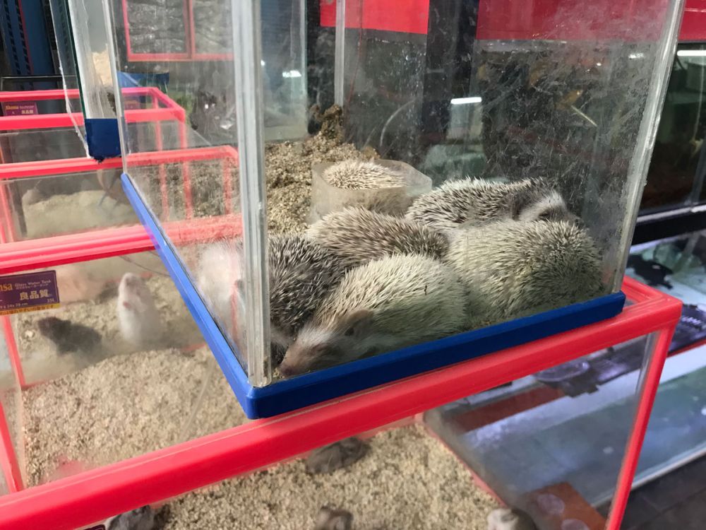 10 Hewan Peliharaan yang Dijual di Pasar Burung Satria