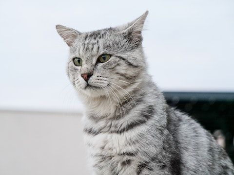 5 Hal Bijak dari Seekor Kucing yang Bisa Kamu Teladani