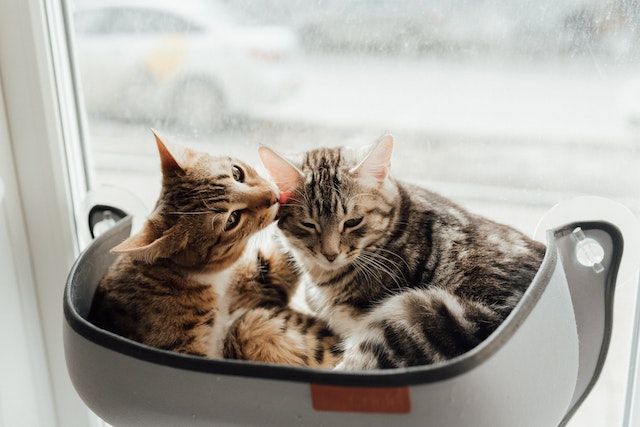 7 Alasan Kucing Suka Menjilati Tubuhnya Sendiri, Ternyata!
