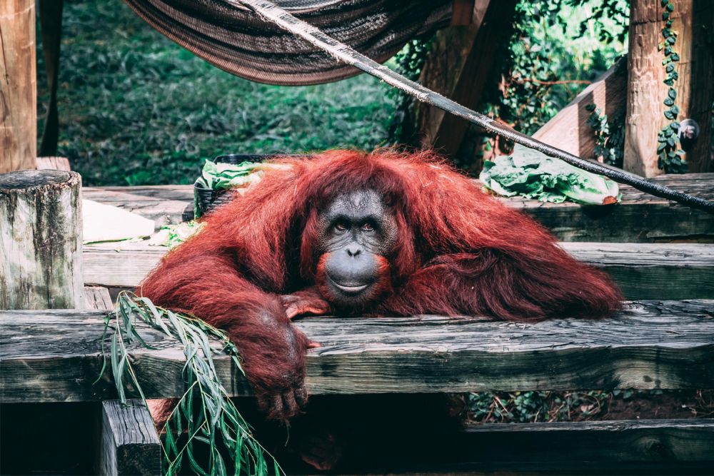 5 Perbedaan Orangutan Dan Simpanse Serupa Tapi Tak Sama