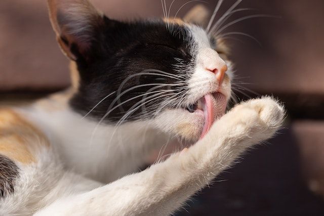 7 Alasan Kucing Suka Menjilati Bulunya Sendiri, Cat Lovers Harus Tahu!