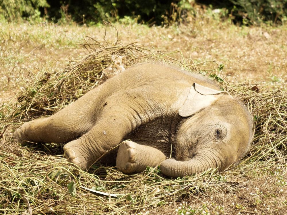 Kepunahan Gajah Bikin Emisi Karbon Naik, Mengancam Manusia