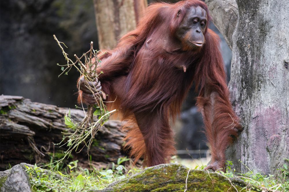 5 Perbedaan Orangutan Dan Simpanse Serupa Tapi Tak Sama