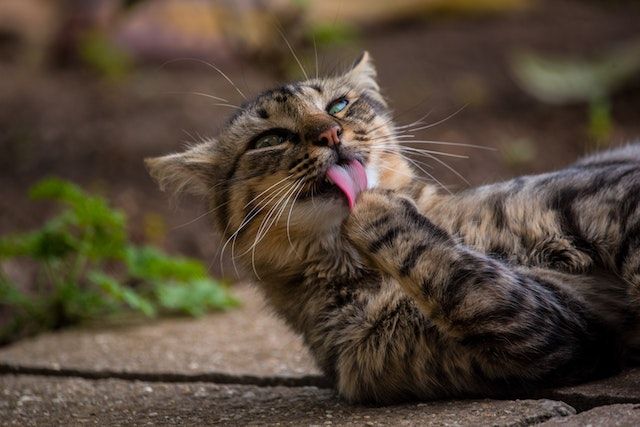 7 Alasan Kucing Suka Menjilati Tubuhnya Sendiri, Ternyata!