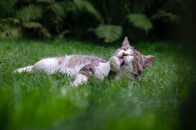7 Alasan Kucing Suka Menjilati Bulunya Sendiri, Cat Lovers Harus Tahu!
