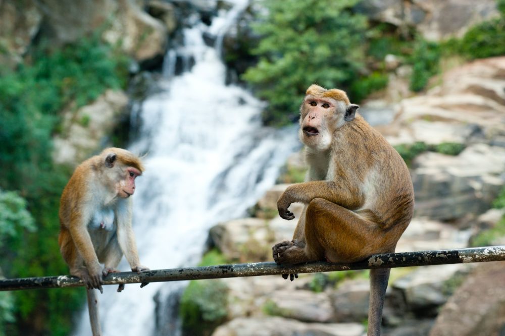Monyet dan Kera itu Berbeda Lho, Sudah Tahu?