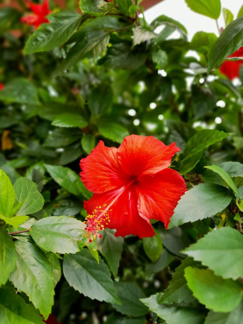 5 Bunga Cantik Bahan Minuman Teh Herbal, Manfaatnya Banyak!