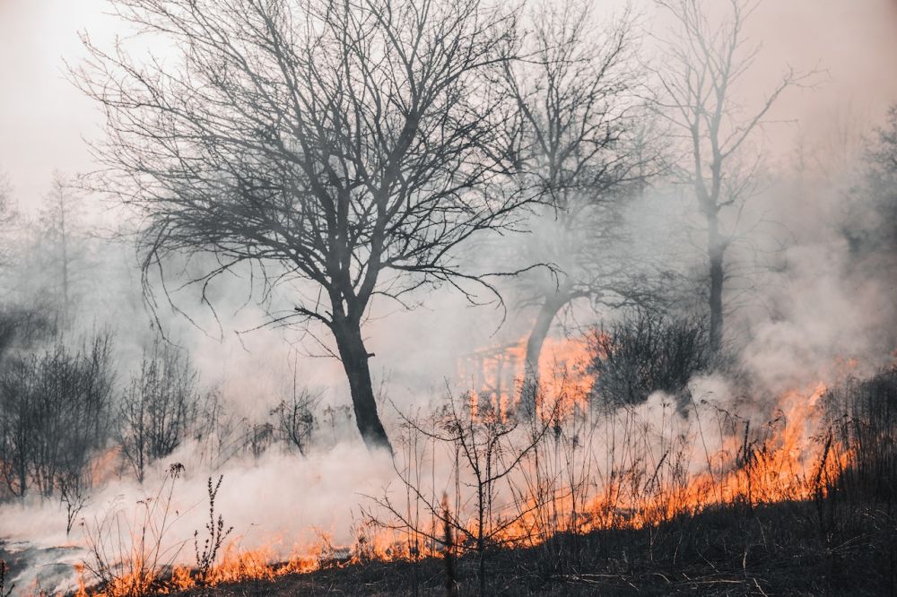 140 Hektare Lahan di Paser Terbakar