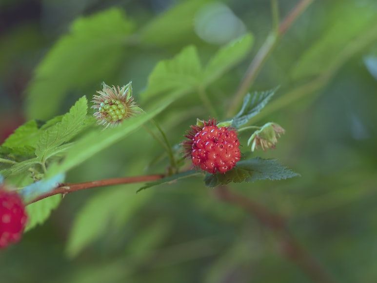 Mengenal Salmonberry, Buah Manis dari Alaska yang Menyehatkan