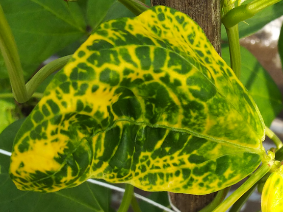 Bahaya Hama Kutu Daun, Musuh yang Ditakuti Para Petani