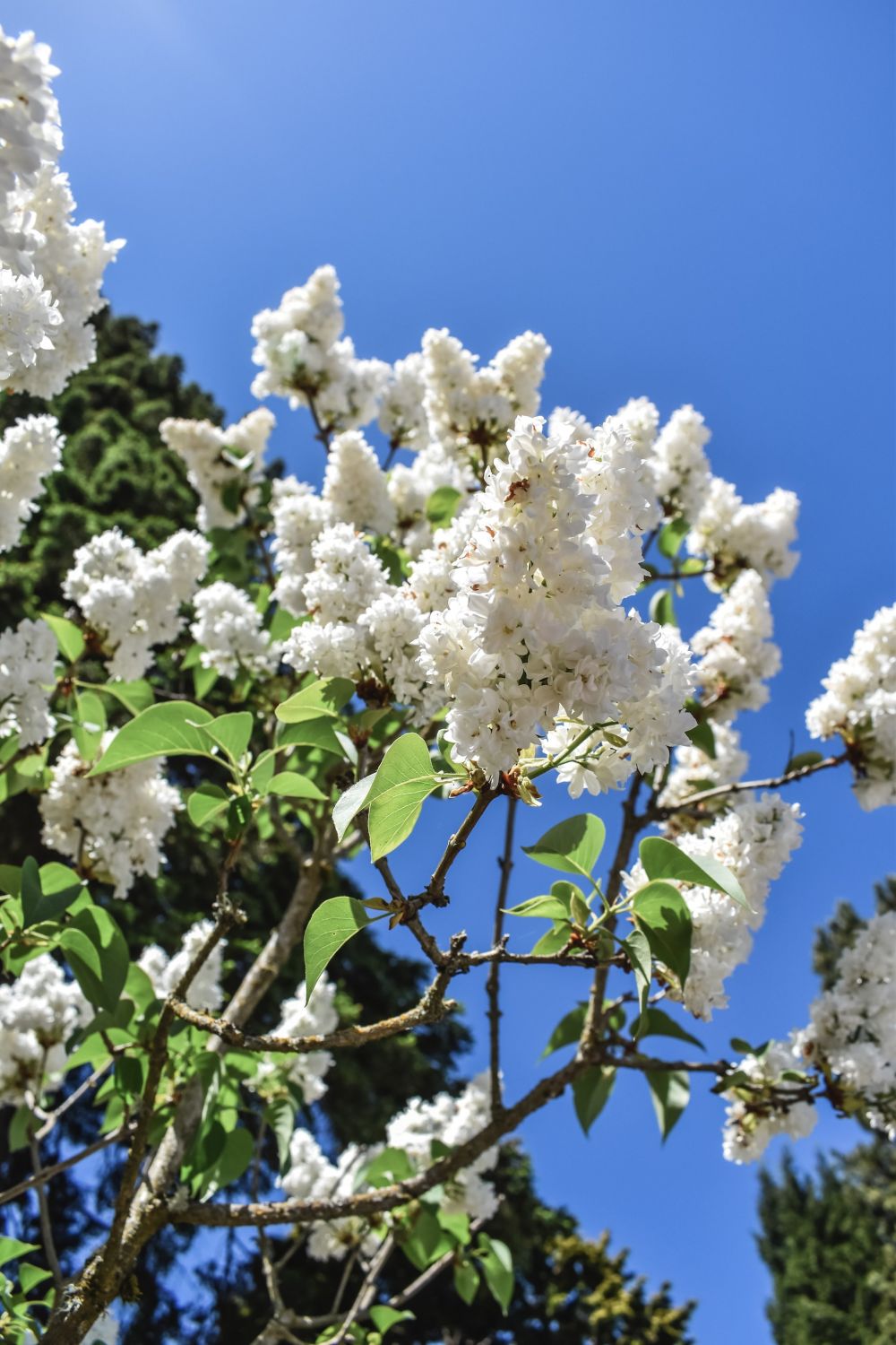 11 Fakta Lilac, Bunga yang Bermanfaat Bagi Manusia dan Serangga