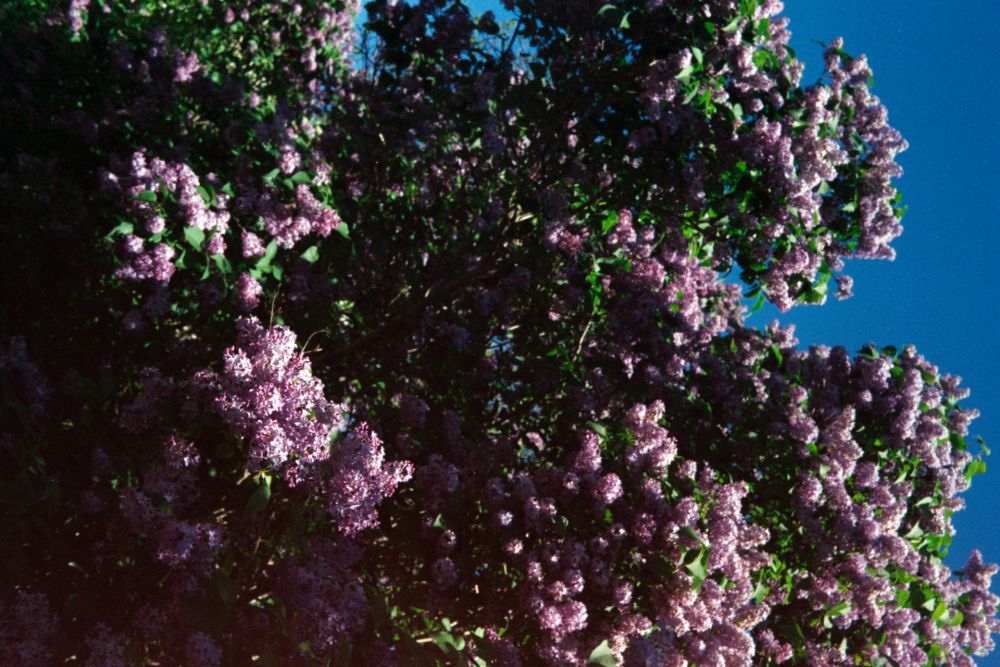 11 Fakta Lilac, Bunga yang Bermanfaat Bagi Manusia dan Serangga