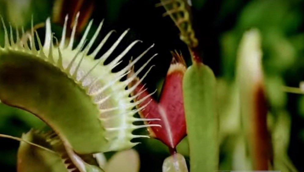 5 Fakta Menarik Tumbuhan Pemakan Serangga, Venus Flytrap